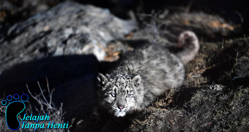 Safari Satwa Liar Tibet: Bertemu dengan Hewan Endemik